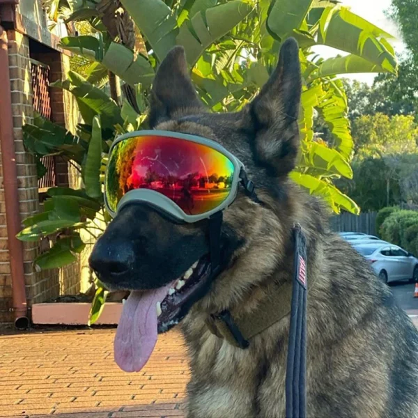 Adjustable Windproof Anti-UV Dog Goggles & Sunglasses